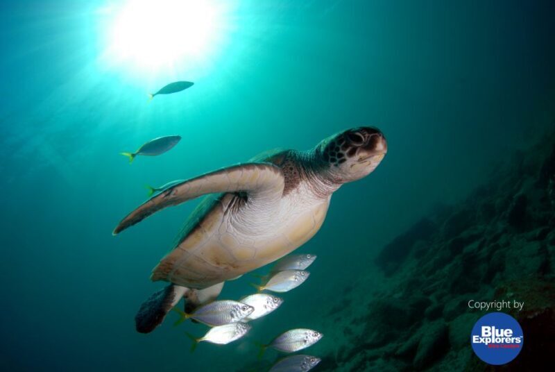 Tenerife Scuba Diving for Certified Divers - The Marine Environment