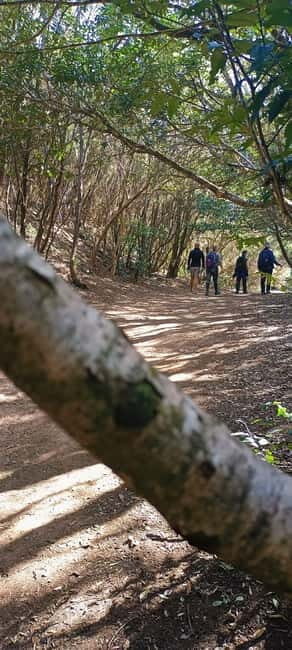 Tenerife: Senderismo Anaga, Bosque Mágico, Reserva Biosfera - Key Points
