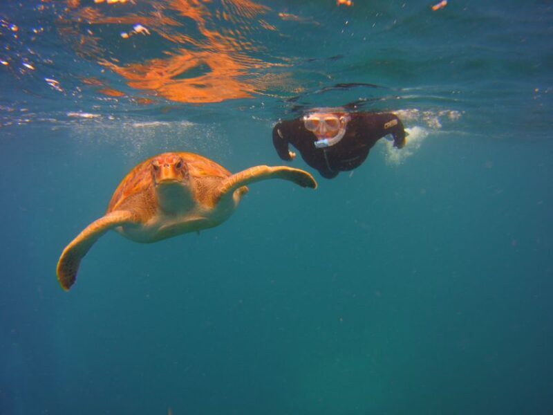 Tenerife: Snorkel with Turtles - A Closer Look at the Tenerife Snorkelling Tour