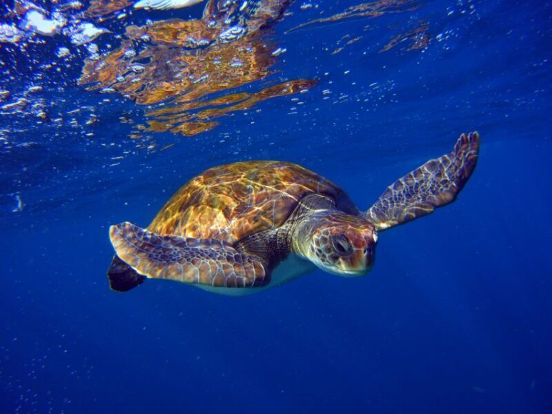 Tenerife: Snorkel with Turtles - Authentic Experiences and Real Feedback