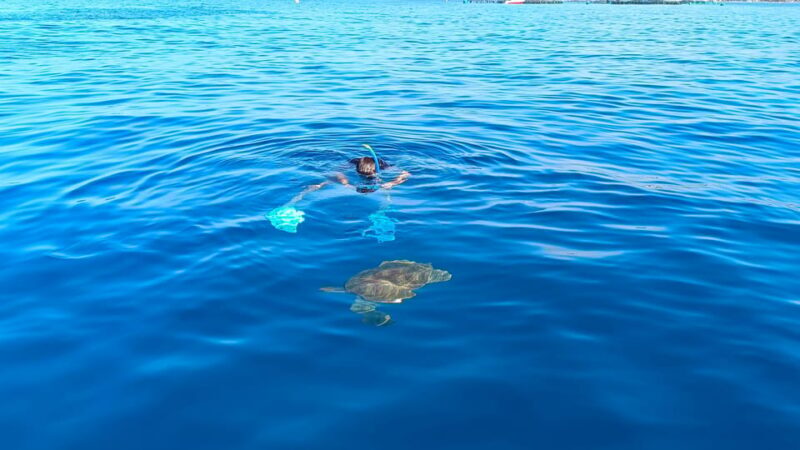 Tenerife: Snorkel with Turtles - Final Thoughts: Is This Tour Right for You?