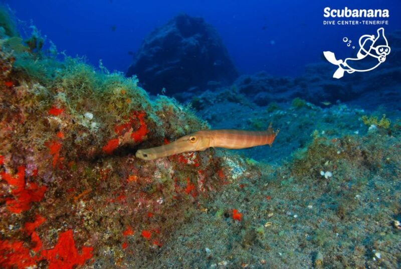 Tenerife: Snorkeling Equipment Rental in Radazul - Key Points