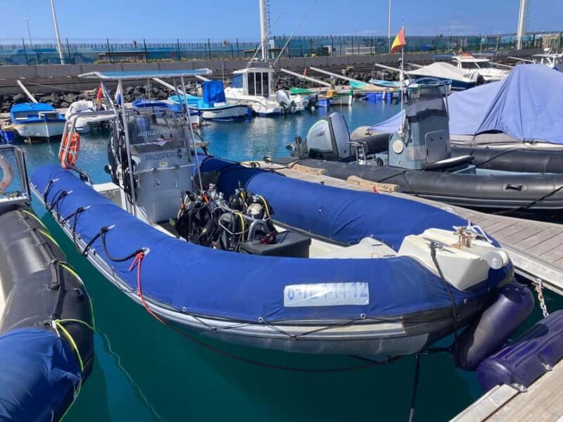 Tenerife: Snorkeling to look for Turtles and Rays - The Marine Life: What You Might See