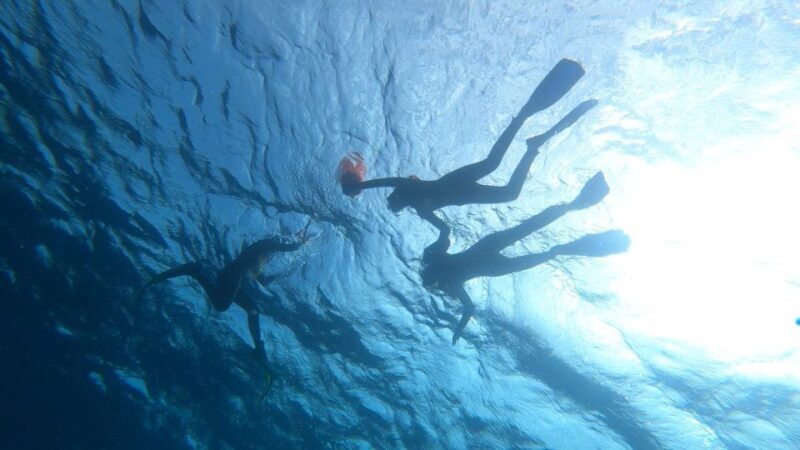 Tenerife: Snorkeling Tour in a Marine Protected Area - Frequently Asked Questions