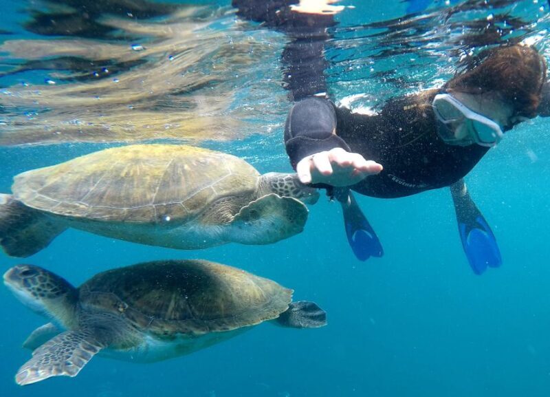 Tenerife: Snorkeling Trip in a Turtle Habitat - Key Points
