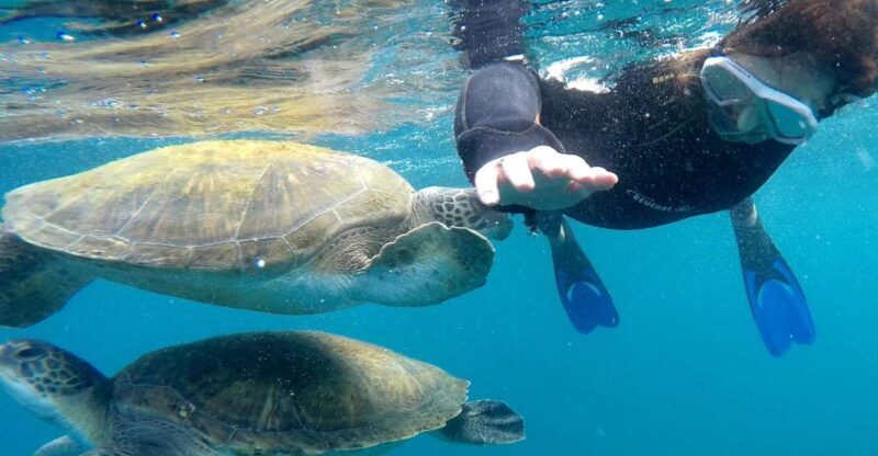 Tenerife: Snorkeling Trip in a Turtle Habitat - Introduction: What’s This Snorkeling Tour All About?