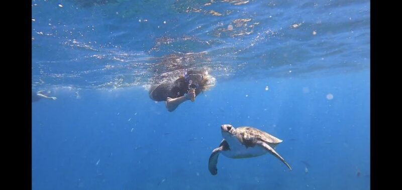 Tenerife: Snorkeling Trip in a Turtle Habitat - What’s Included and What’s Not