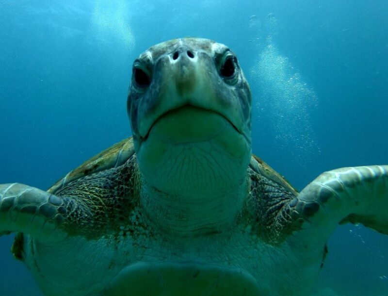 Tenerife: Snorkeling Trip in a Turtle Habitat - Final Thoughts: Is This Tour Worth It?