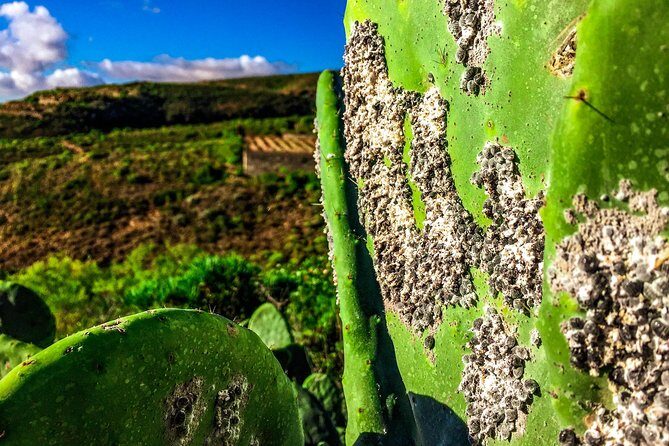 Tenerife South Private Tour: Secrets of the Volcanoes - Final Thoughts