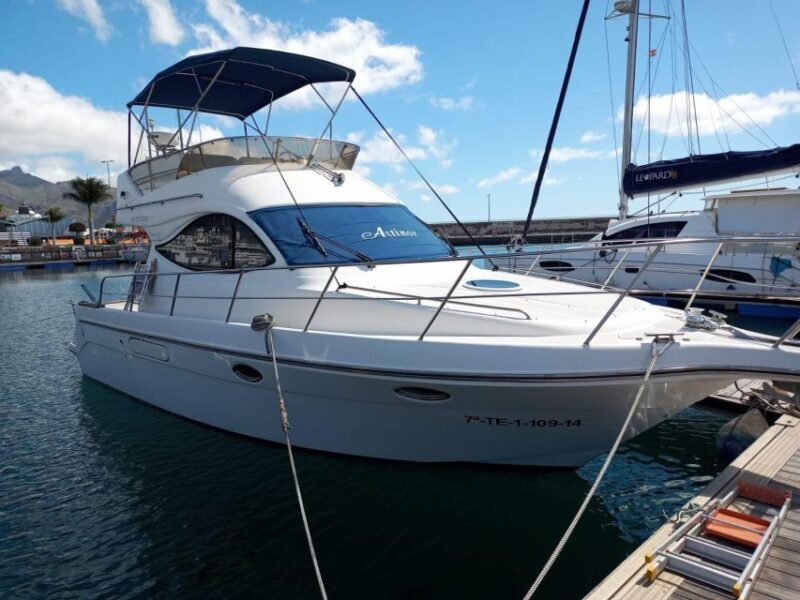 Tenerife south: safari with luxury boat , animals encounters - The Sum Up