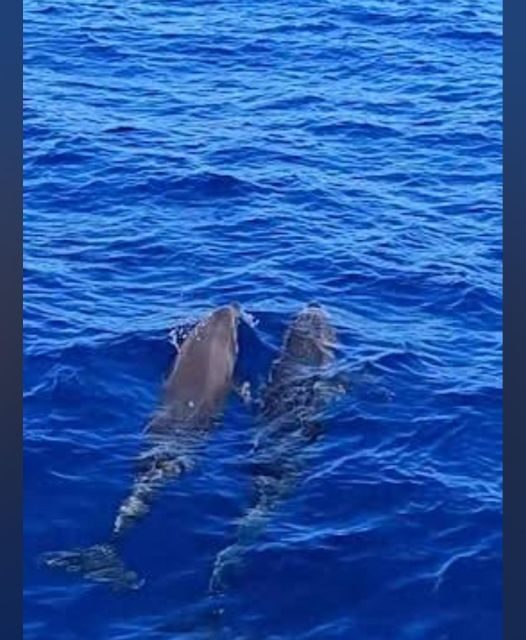 Tenerife: Sunset Catamaran Tour with Transfer, Buff & Drinks - A Closer Look at the Tenerife Sunset Catamaran Experience