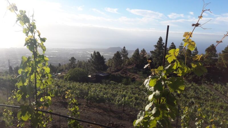 Tenerife: Tour of an Organic Vineyard with Tasting & Snacks - What Makes This Tour Unique?