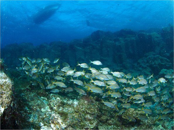 Tenerife Turtle and Snorkel Tour from Costa Adeje - Value for Money