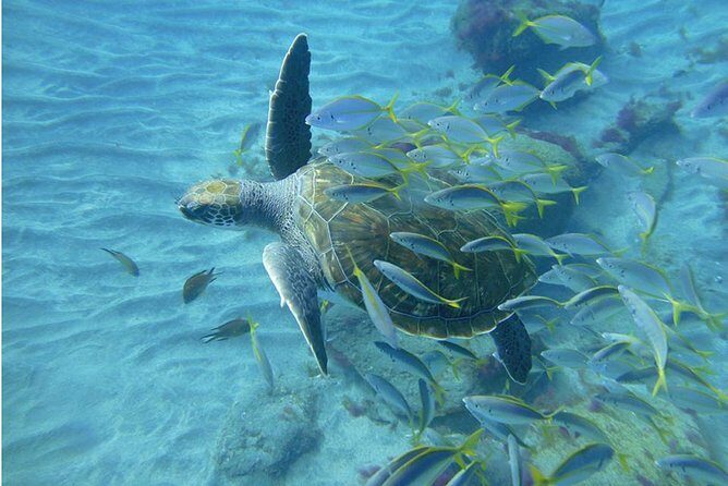 Tenerife Turtle and Snorkel Tour from Costa Adeje - Who Should Book This Tour?