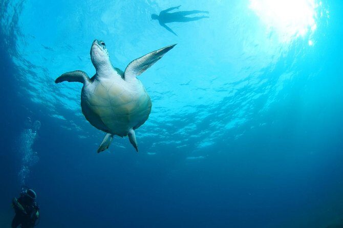 Tenerife Turtle and Snorkel Tour from Costa Adeje - FAQ