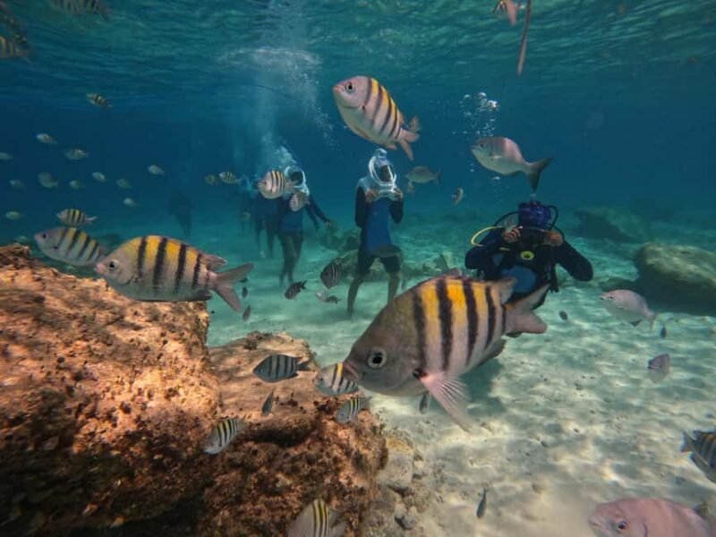 Tenerife: Underwater Walk - Sea Trek Experience - What to Expect from the Tenerife Underwater Walk