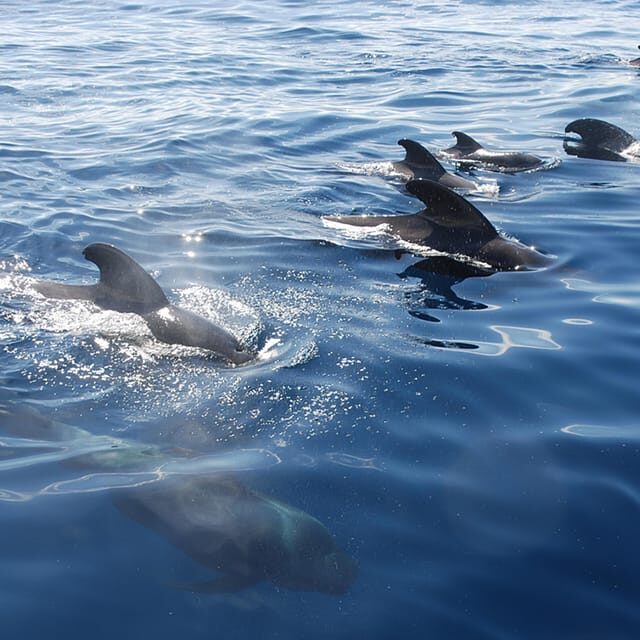 Tenerife: Whale and Dolphin Watching Boat Tour - Introduction: A Sea of Wonder with a Side of Scenery