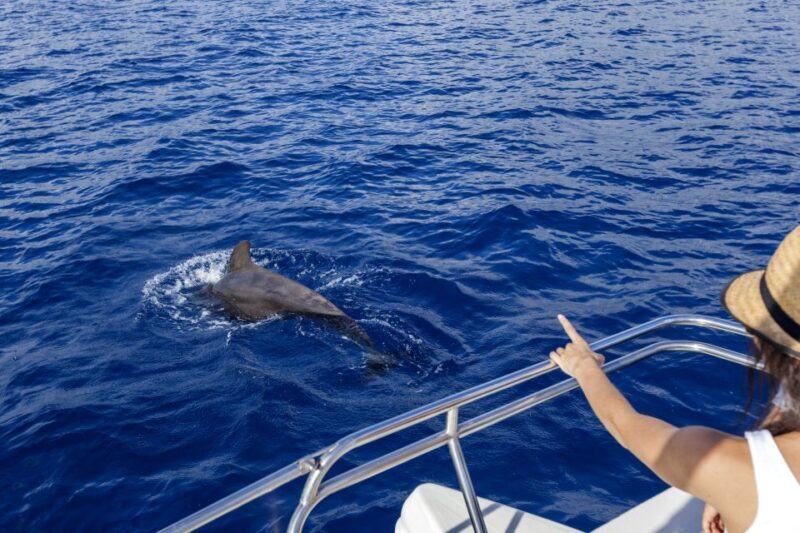 Tenerife: Whale and Dolphin Watching Tour by Sailboat - Starting Point and Journey Overview