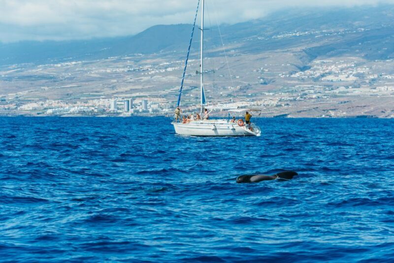 Tenerife: Whale & Dolphin Watching with Drinks and Snacks - Final Words