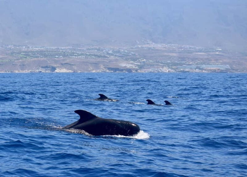 Tenerife Whale Watching and Snorkeling Yacht Trip - The Sum Up