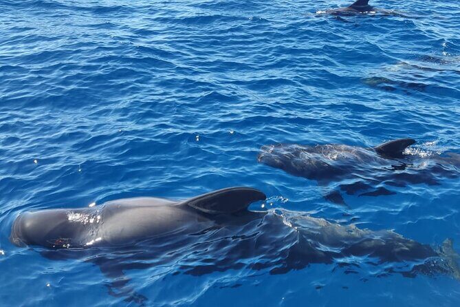 Tenerife Whale Watching and Snorkeling Yacht Trip - Start Point and Setting