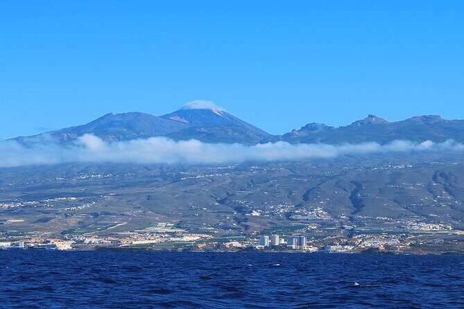 Tenerife Whales and Dolphins Watching Experience in Catamaran - A Relaxed and Responsible Marine Adventure