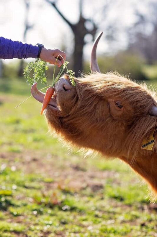Tennessee: Fluffy Highland Cow Experience + Gelato & Coffee - What You Can Expect During the Tour
