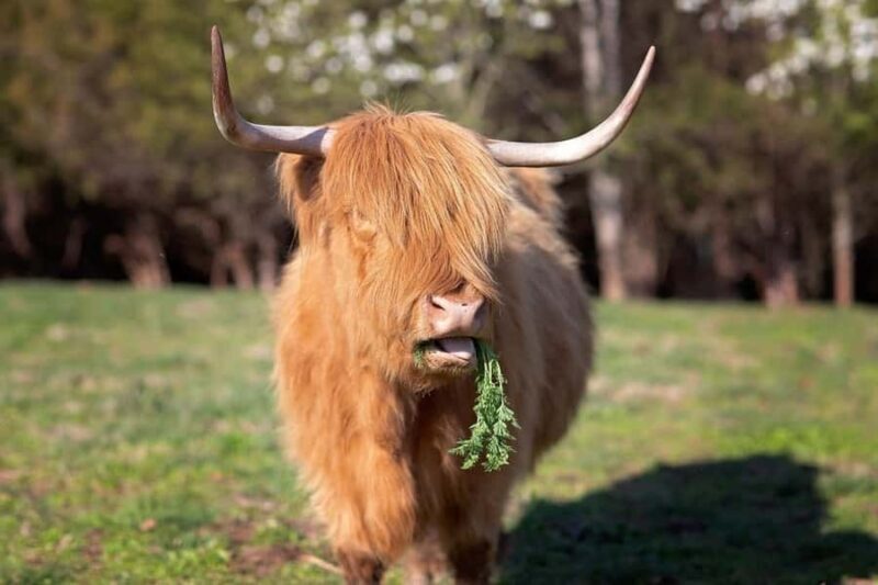 Tennessee: Fluffy Highland Cow Experience + Gelato & Coffee - FAQ