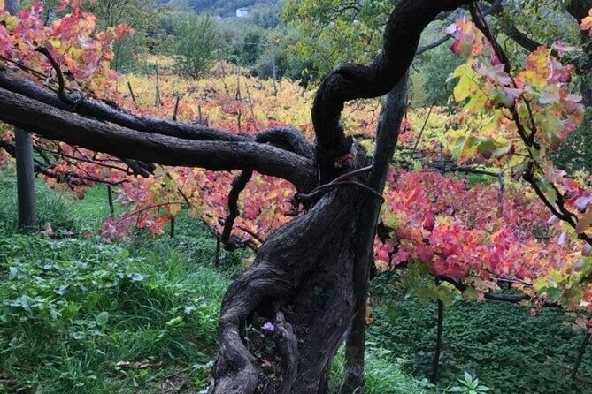 Tenuta San Francesco Wine Tasting - The Details: What to Expect from the Tour