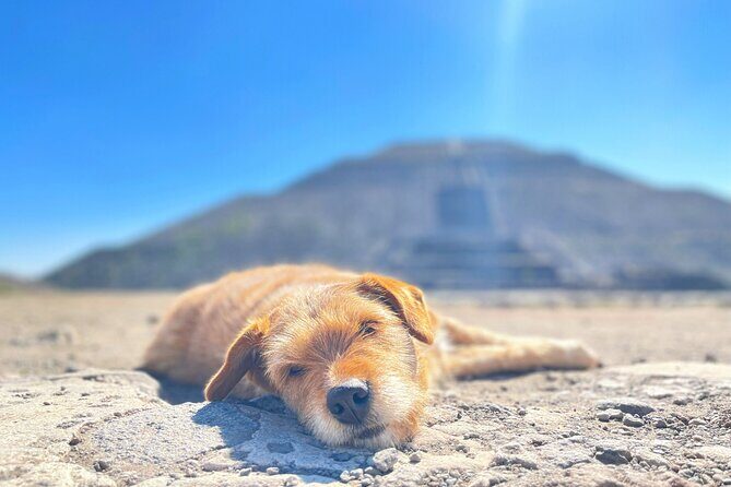 Teotihuacan and My Grandma's Food Tour - FAQs