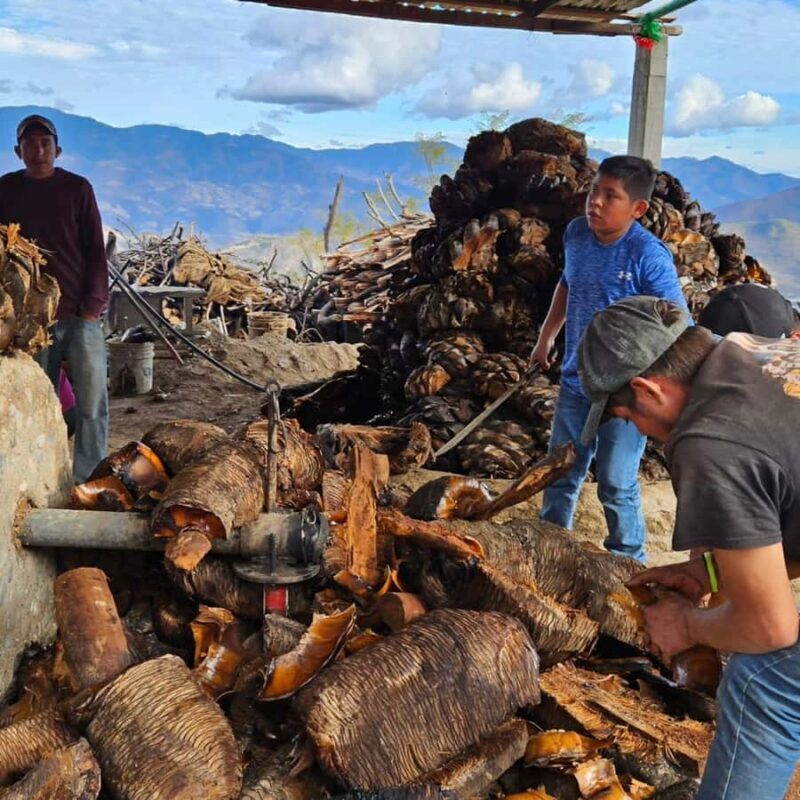Teotitlán, Tlacochahuaya & Mezcal Experience - A Closer Look at the Tour: What You Can Expect