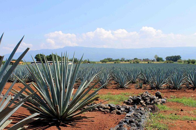 Tequila distillery experience, Jose Cuervo & Tequila Magic Town - Introduction to the Tour