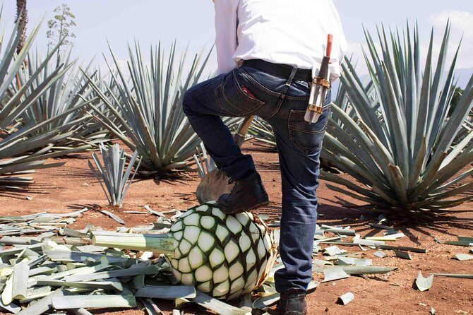 Tequila distillery experience, Jose Cuervo & Tequila Magic Town - Exploring Tequila and the Agave Fields