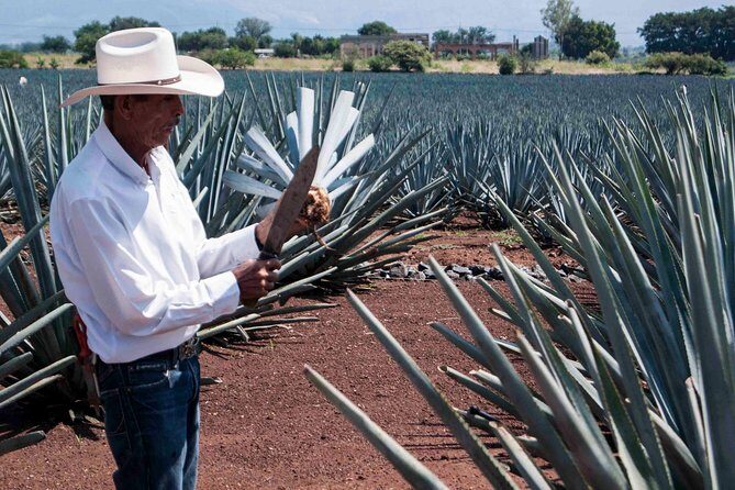 Tequila distillery experience, Jose Cuervo & Tequila Magic Town - Optional Visit to Jose Cuervo