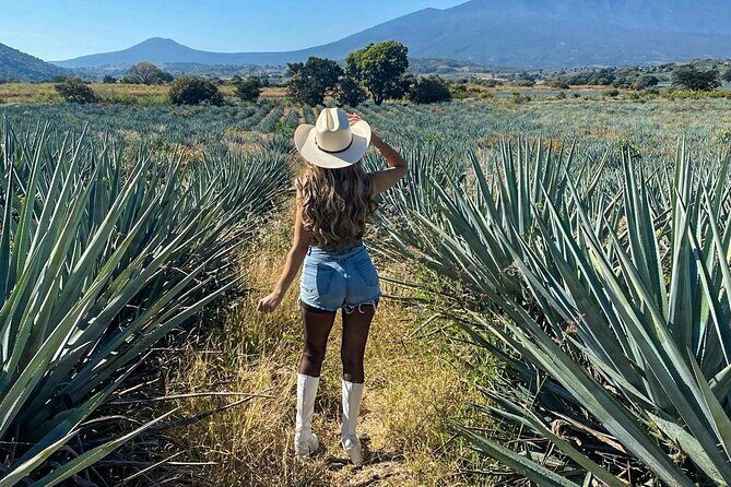 Tequila Express Tour from Guadalajara - A Closer Look at the Itinerary