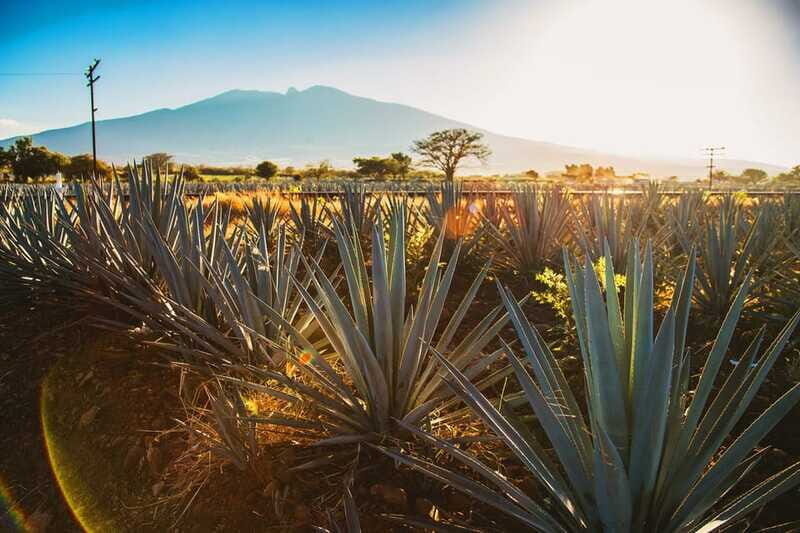 Tequila, Jalisco, and Toriles from Puerto Vallarta - The Sum Up