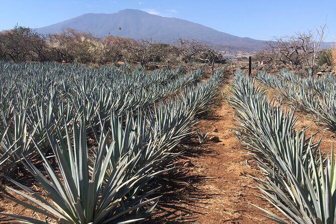 Tequila Jalisco Full Day Tour from Puerto Vallarta - A Deep Dive into the Experience