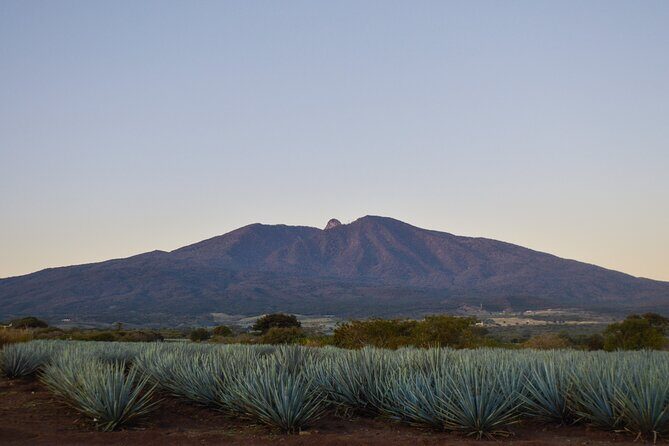 Tequila José Cuervo Tasting Guided Tour from Puerto Vallarta - The Agave Fields: Nature’s Bottled Treasure