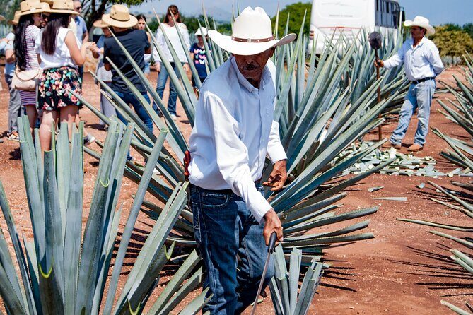 Tequila José Cuervo Tasting Guided Tour from Puerto Vallarta - The Heart of the Town: Plaza Principal Tequila Jalisco