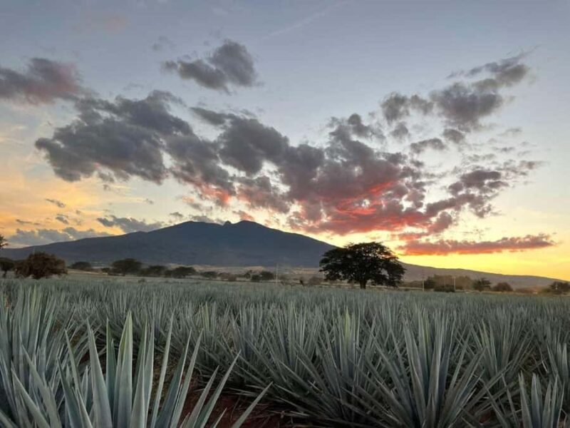 Tequila Tour from Guadalajara: Barrel Ride in Tequila - FAQ