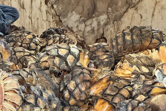 Tequilero Tour with Horseback Riding - FAQ