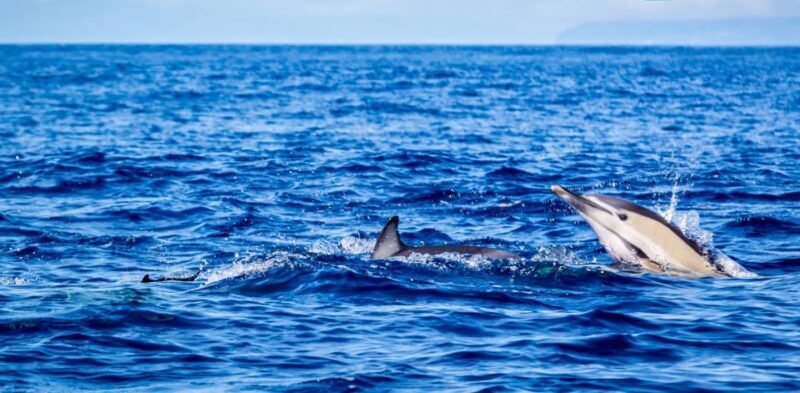 Terceira: Boat Tour and Swimming with Dolphins - Authentic Experiences Based on Reviews