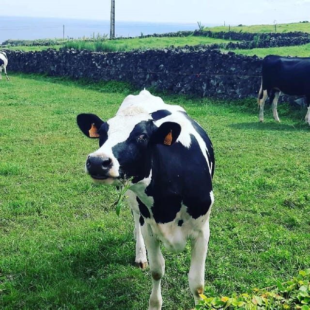 Terceira Island : Electric Bike Tour West Side - Key Points