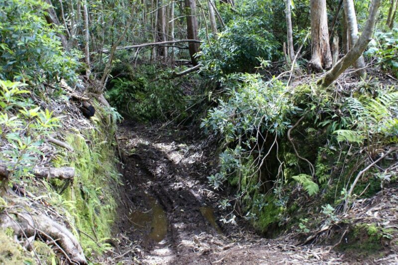 Terceira Island: Full-Day Mud Adventure & Traditional Lunch - The Practical Side