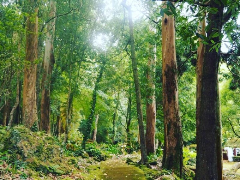 Terceira Island : Half-Day Van Tour on the West Coast - Key Points