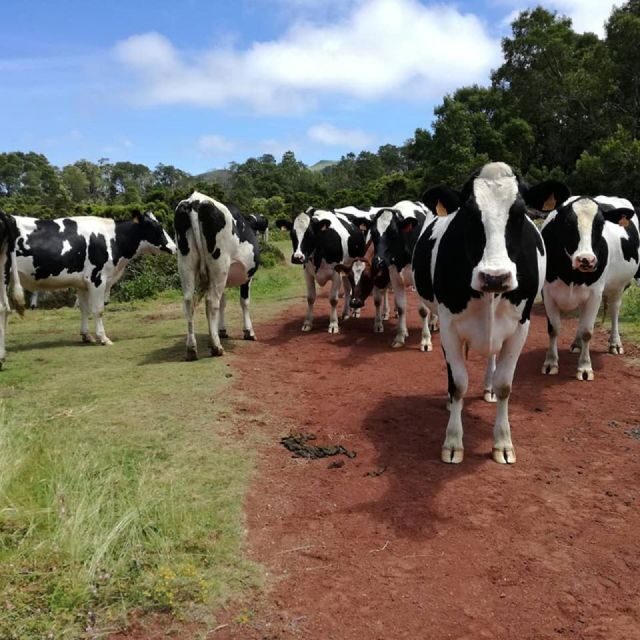 Terceira Island : Hiking Trail Rocha do Chambre - The Sum Up