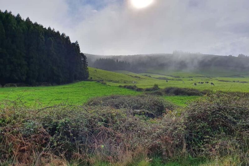Terceira Island: Passagem das Bestas Hike w/Cheese Tasting - Practical Details and What to Expect