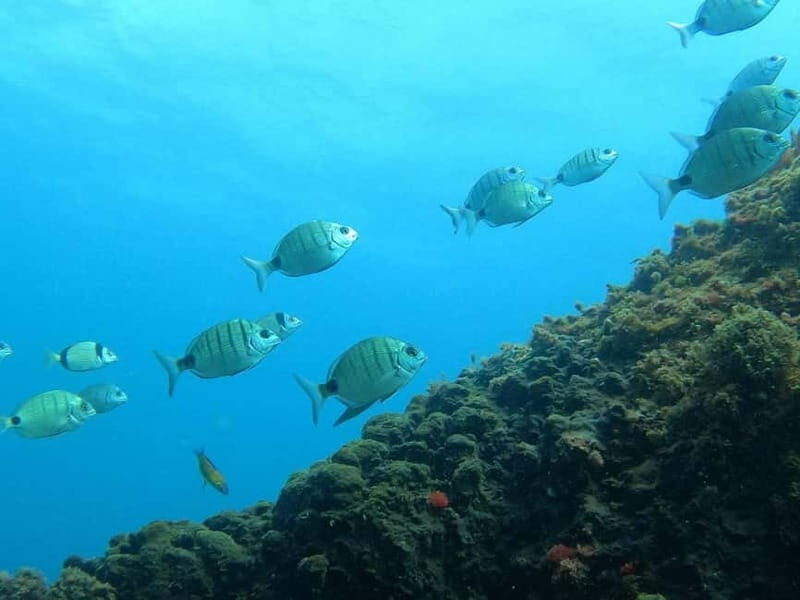 Terceira Island: Snorkeling Adventure - What Makes This Snorkeling Tour Special?