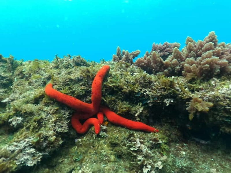 Terceira Island: Snorkeling Adventure - Detailed Breakdown of the Tour