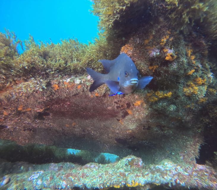 Terceira Island: Snorkeling Adventure - Final Thoughts: Who Should Consider This Tour?